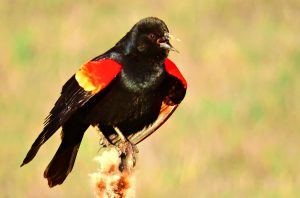 Red-Winged Blackbird