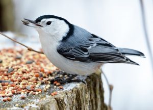 White Breasted Nuthatch