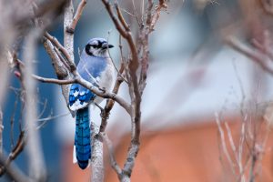 Blue Jay