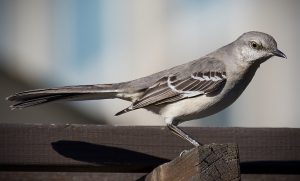 Northern Mockingbird