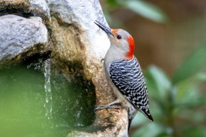 Red Bellied Woodpecker