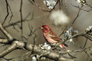 House Finch