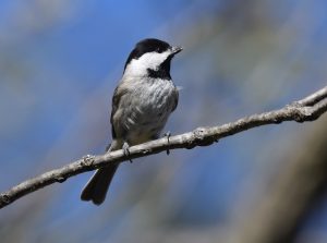 Carolina Chickadee