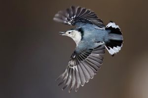 White-breasted Nuthatch