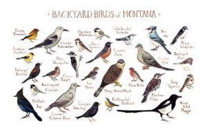 birds of montana