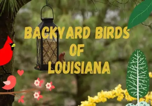 Louisiana birds