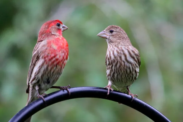Pair of House Finch on a shephard's hool