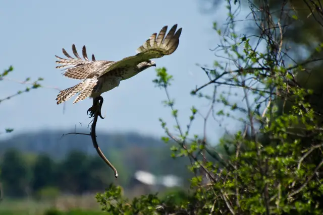 a hawk on flight with a captured snake