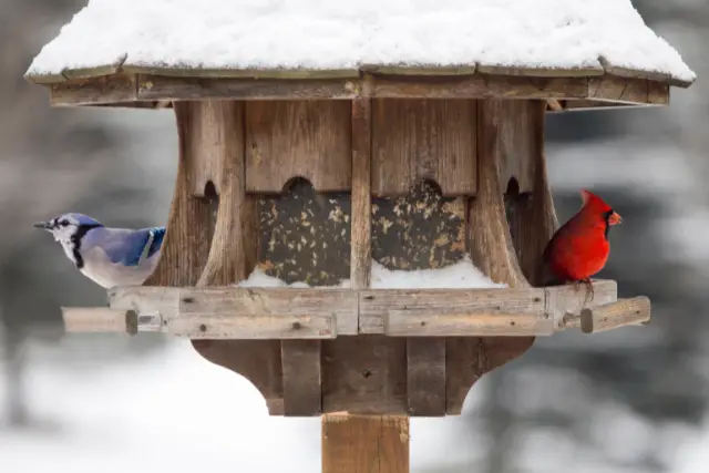 blue jay and cardinal on a birdfeeder