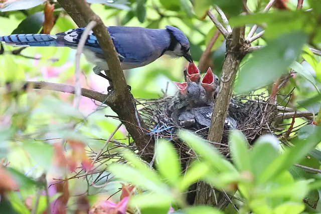 blue jay feeding hatchlings on a nest