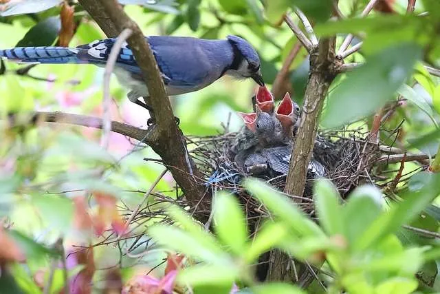 Blue Jay feeding hatchlings on a nest