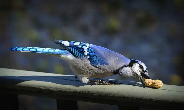 blue jay trying to crack a nut open