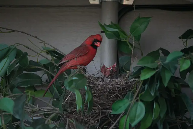 female cardinal with her nestlings