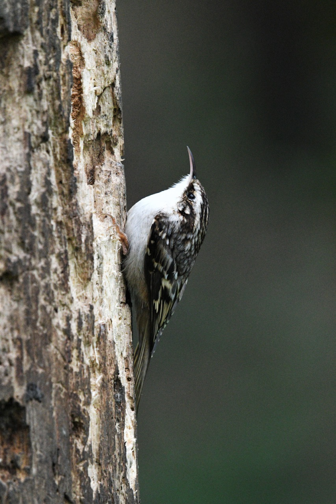 Brown Creeper on a tree