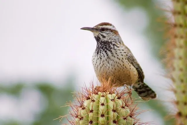 Cactus Wren sitting on a cactus
