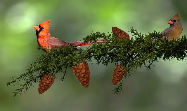 male and female cardinals