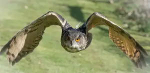 owl ready to dive on its prey