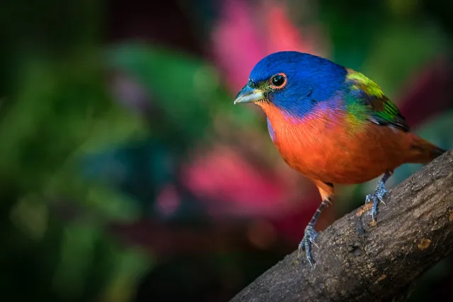 Painted Bunting sitting on a branch