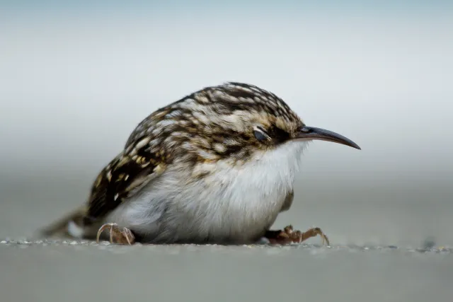 Brown Creeper sitting on the ground