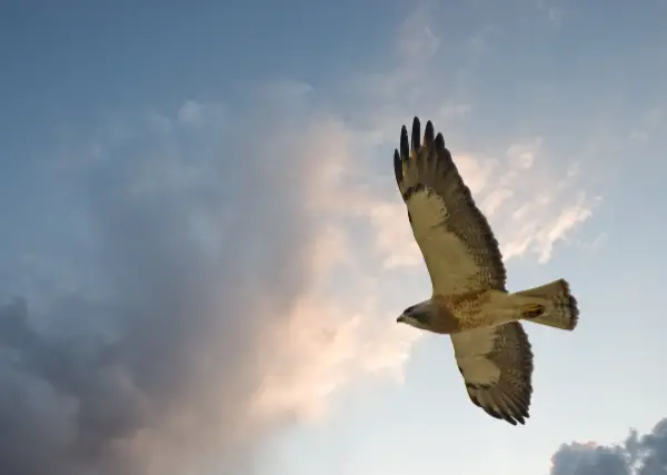 a soaring red-tailed hawk