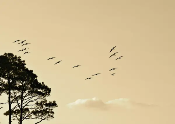 birds flying away from trees