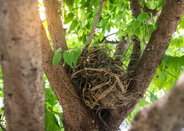 bird's nest on tree branches
