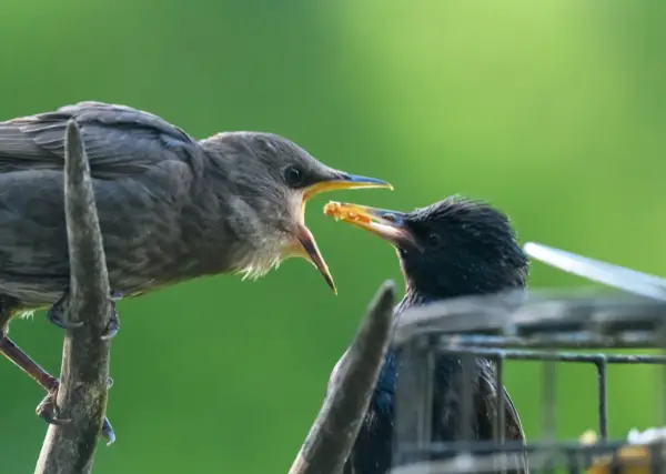 baby starling being fed