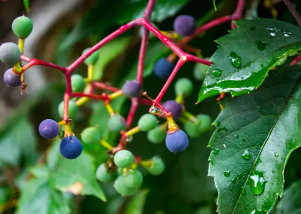 berries