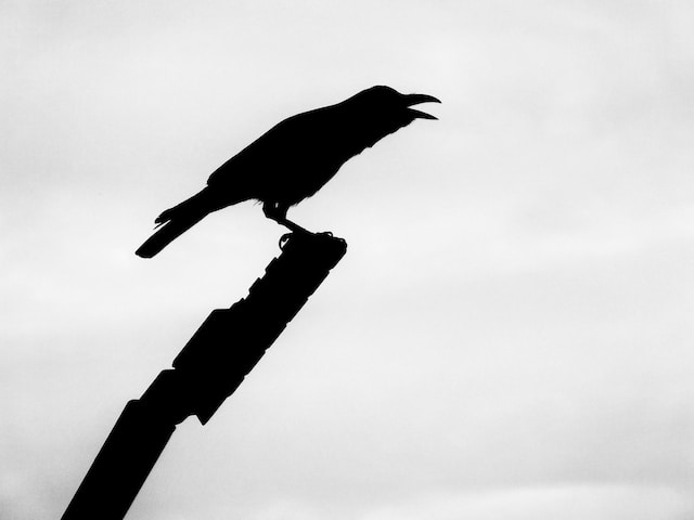 cawing crow