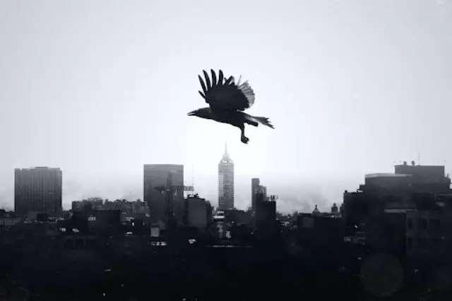 crow on a flight