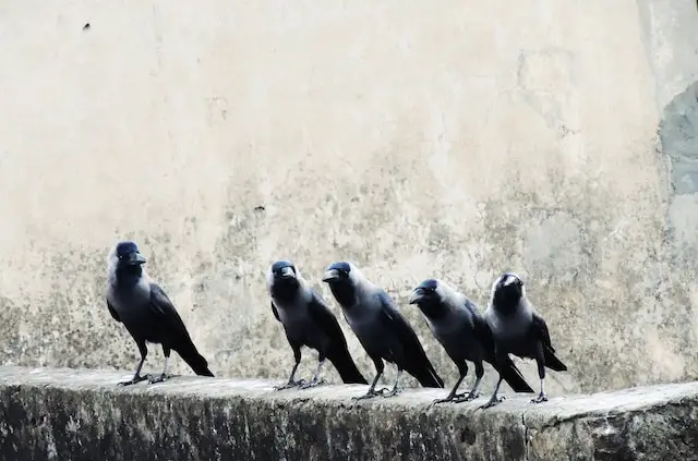 group of crows