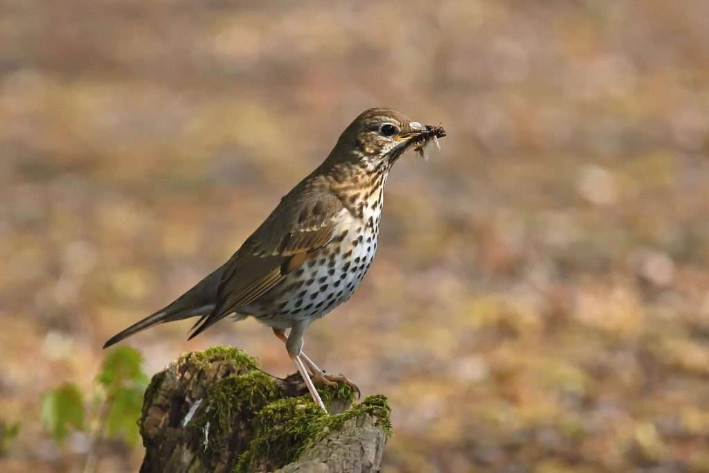 Song Thrush with a bug in its mouth