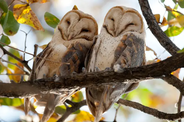 smiling owls