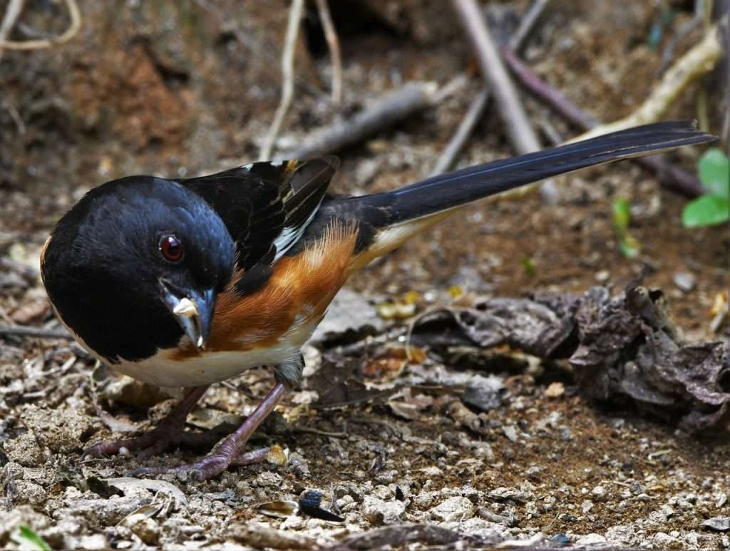 Eastern Towhee eating a seed