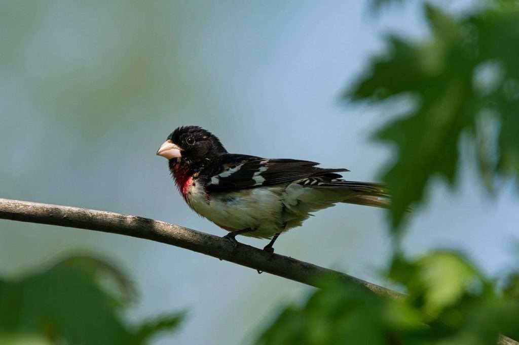 Rose-breasted Grosbeak standing on a branch