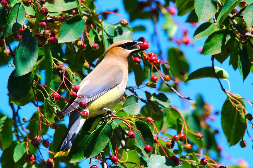 Cedar Waxwing with a berry