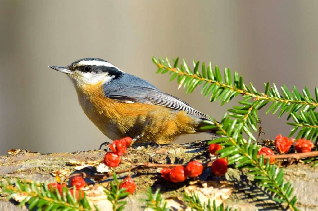 Red-breasted Nuthatch sitting in a holly bush