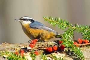 Red-breasted Nuthatch sitting in a holly bush