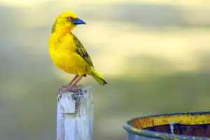 yellow and blue short-beaked bird