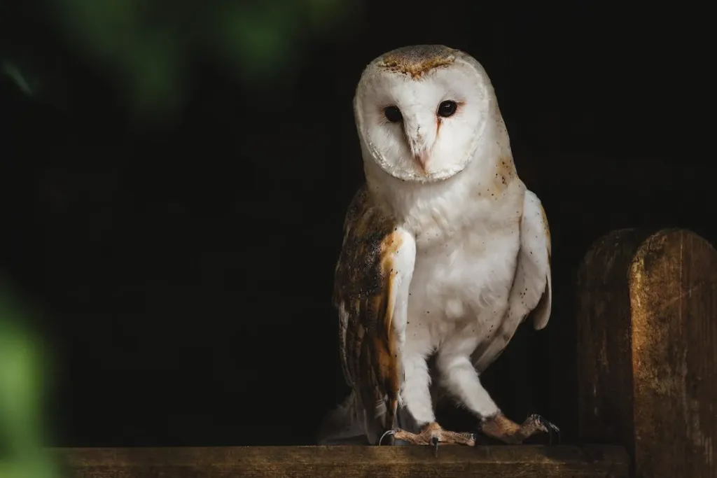 Barn Owl sitting on a gate
