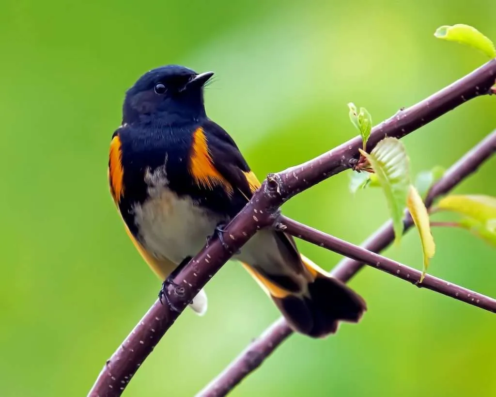 American Redstart standing on a branch