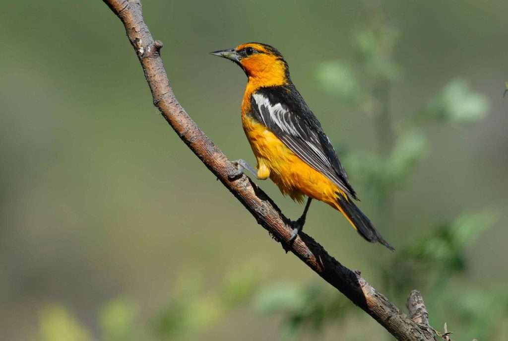 Bullock's Oriole standing on a branch