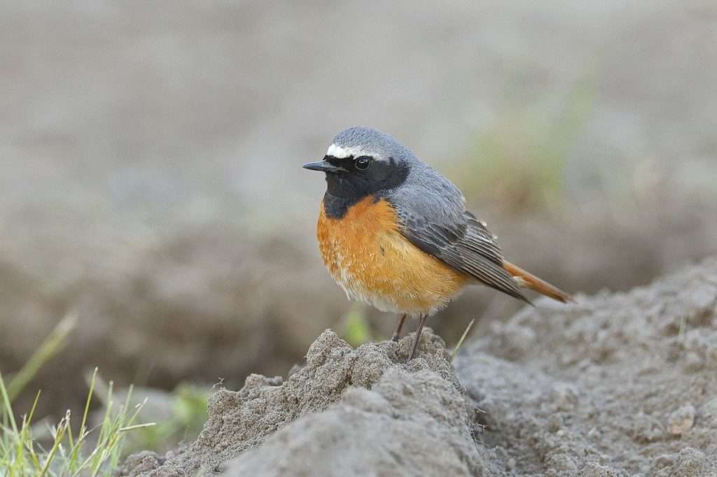 Common Redstart standing on sand