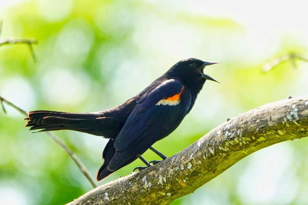 Male Red-winged Blackbird singing