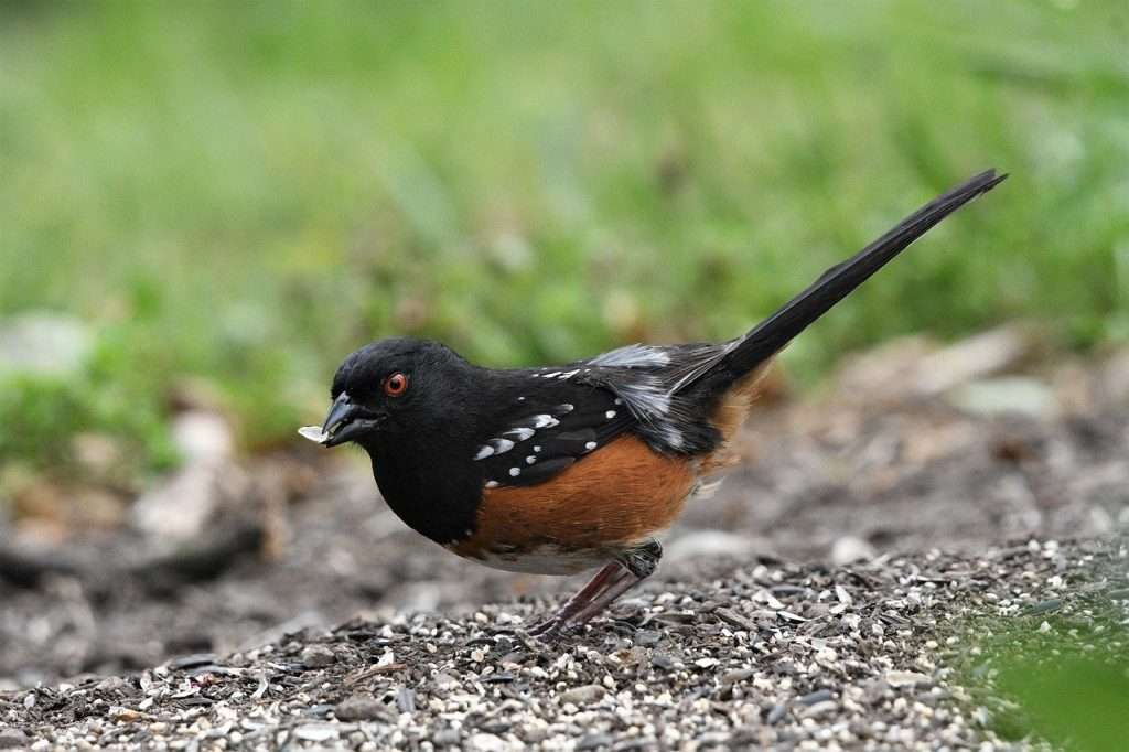 Black songbird with long tail, pale belly and white spots on the wing.