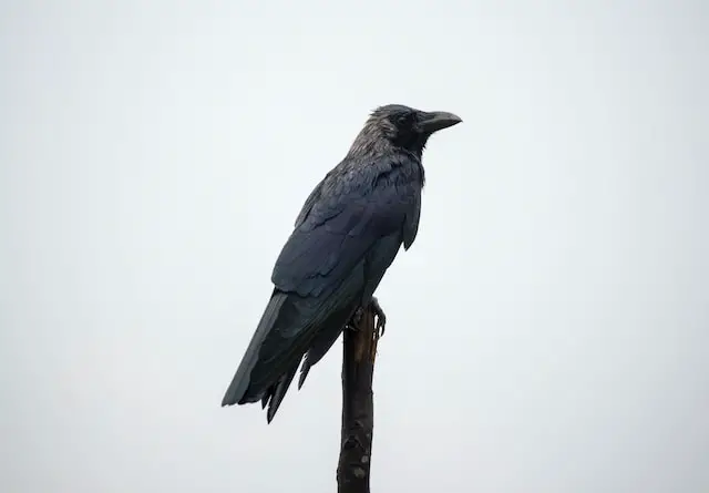 lone crow