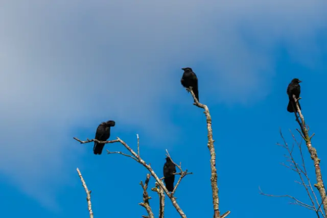 murder of crows on a dead tree
