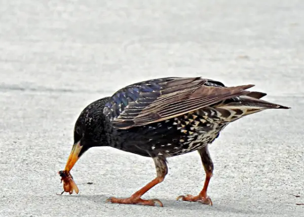 starling eating a bee