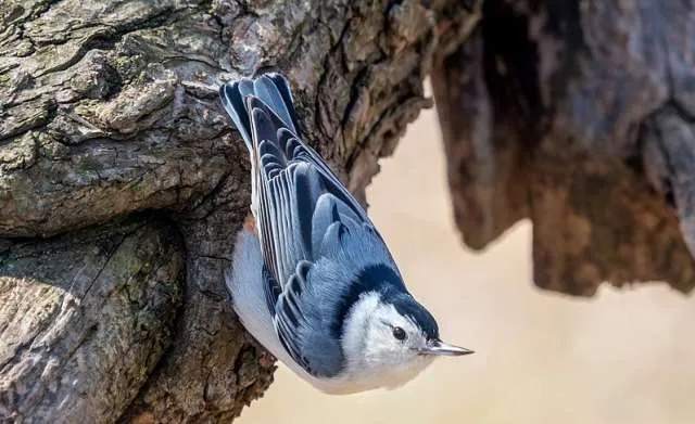 White-breasted Nuthatch crawling along a branch