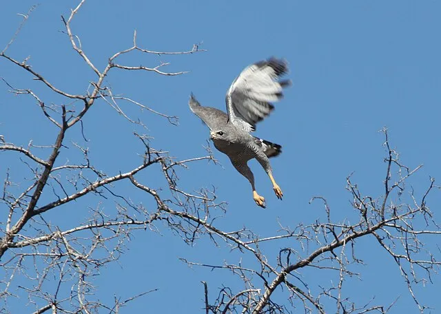 Gray Hawk taking flight